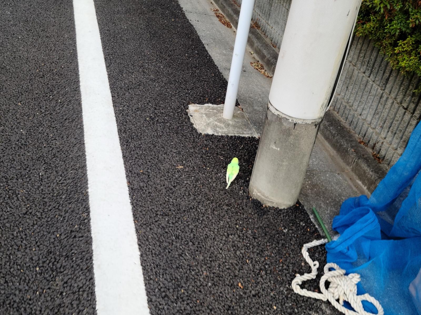 目撃された鳥 目撃された鳥