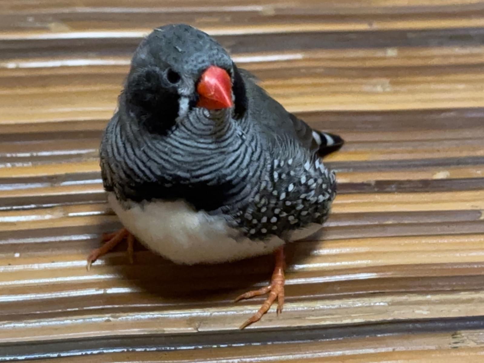 ぼたんちゃん ぼたんちゃん