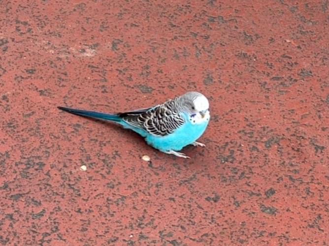 目撃された鳥 目撃された鳥