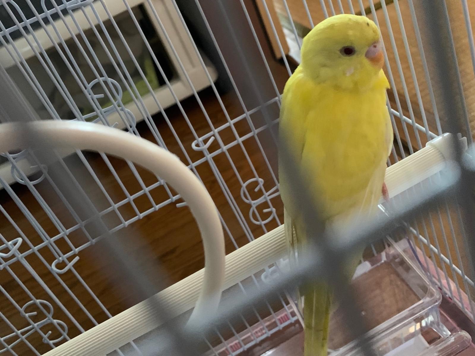ぴーちゃん ぴーちゃん