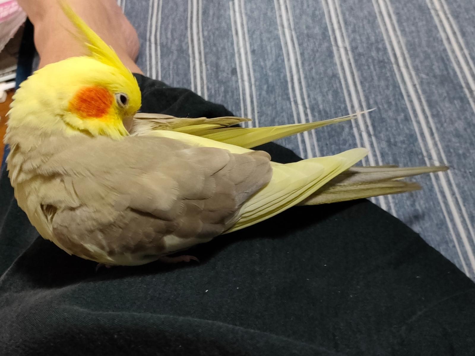 てるちゃん てるちゃん
