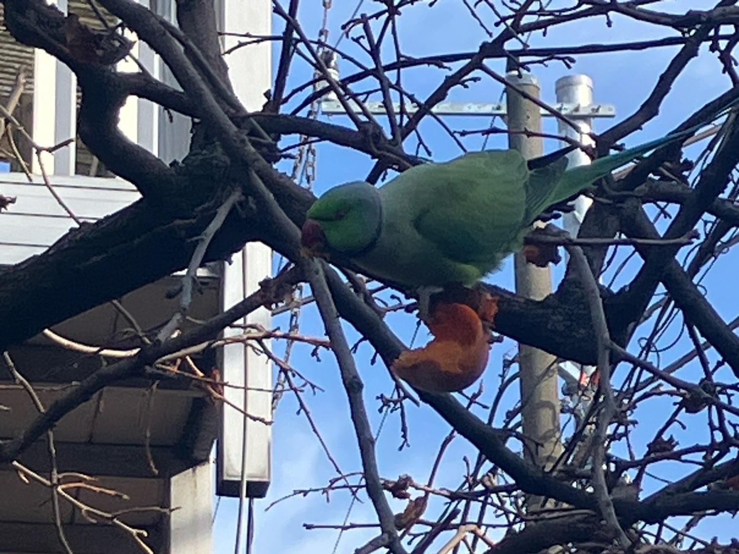 目撃された鳥 目撃された鳥