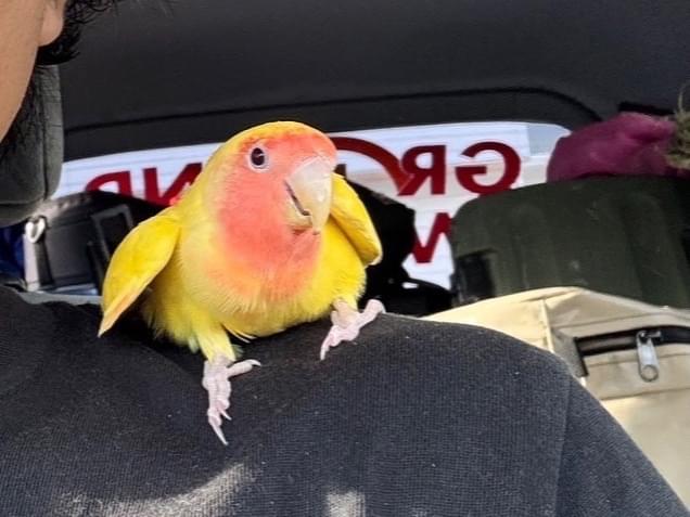 保護された鳥 保護された鳥