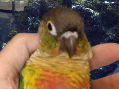 クッピーちゃん クッピーちゃん