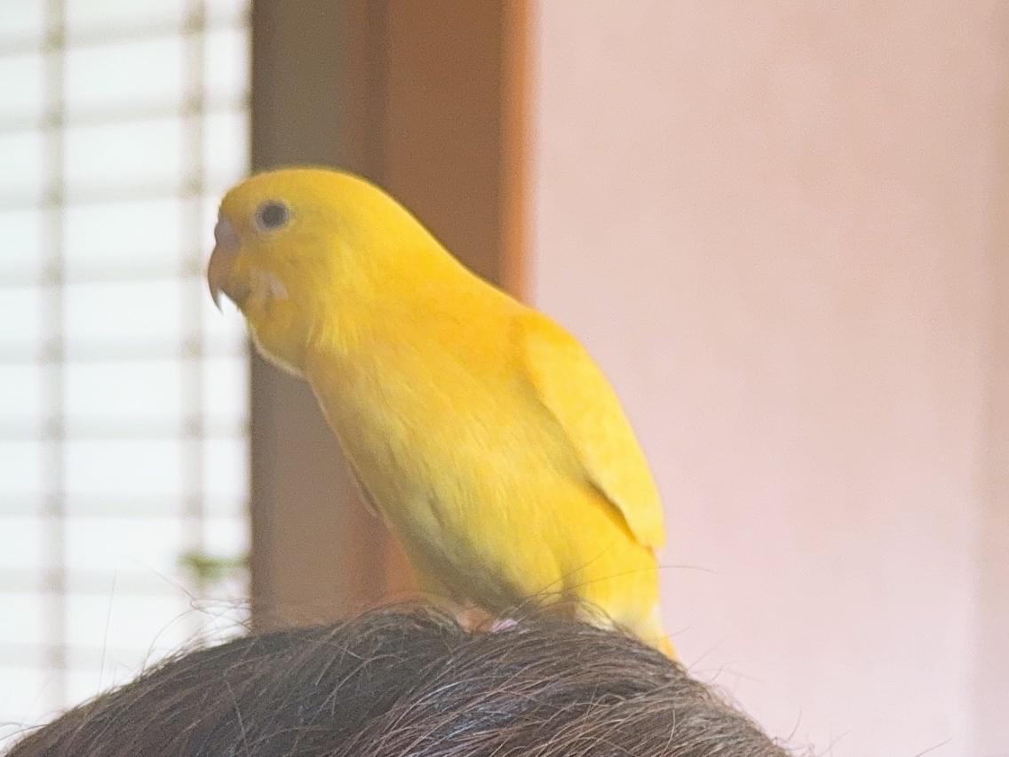 ピーちゃん ピーちゃん