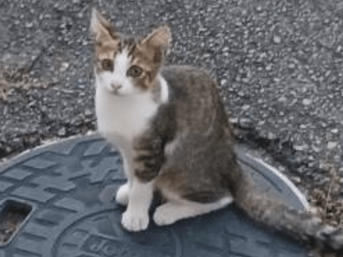 チビちゃん チビちゃん