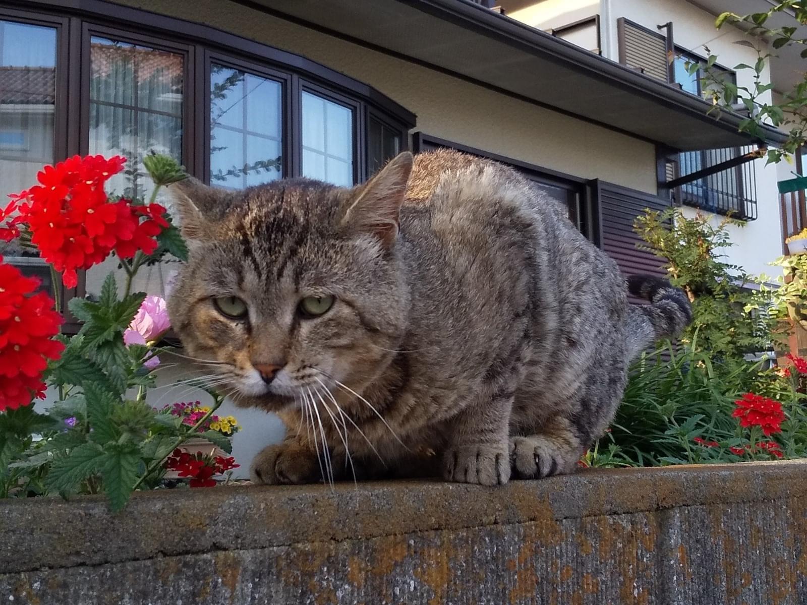 目撃された猫 目撃された猫