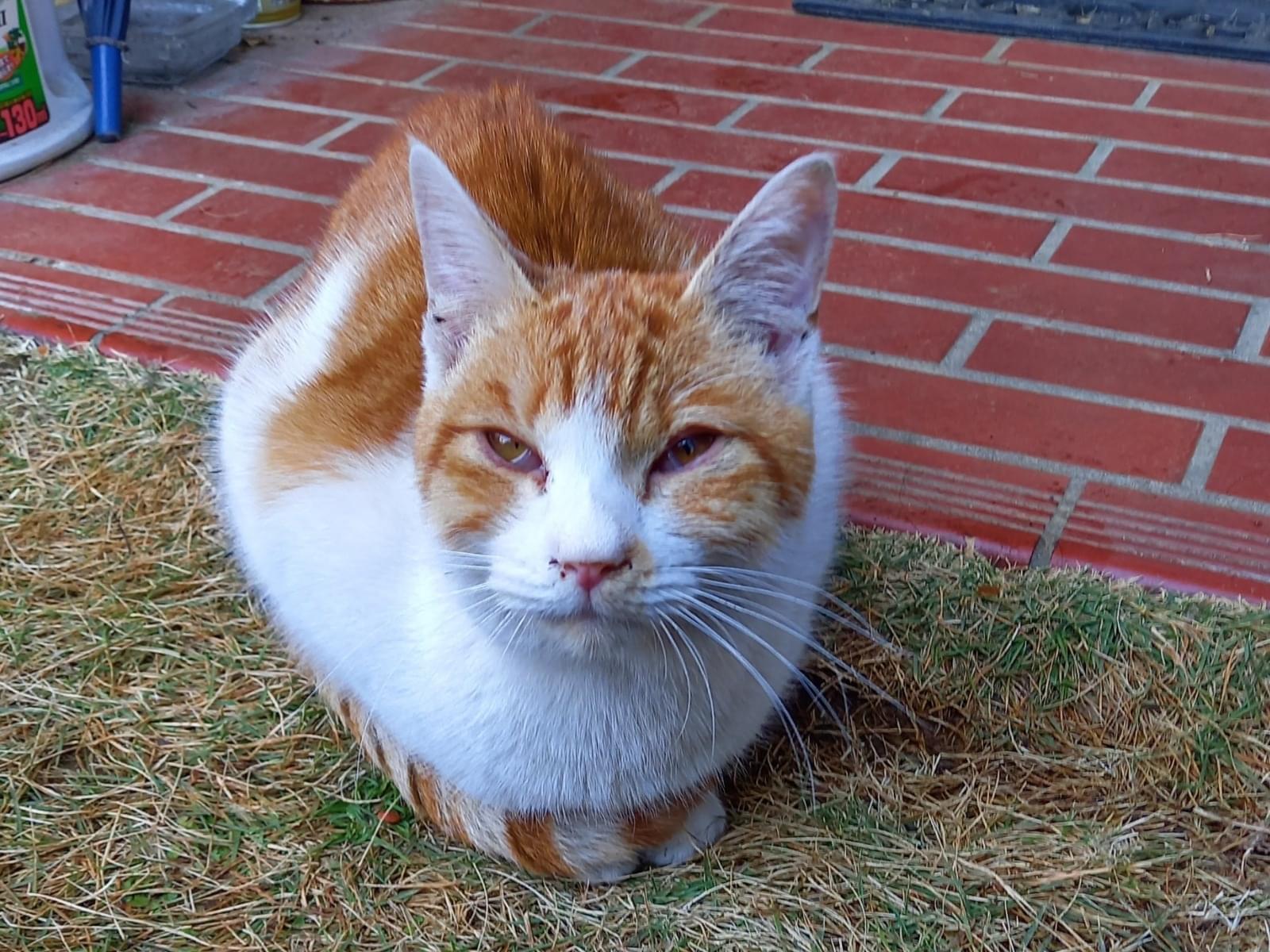 保護された猫 保護された猫