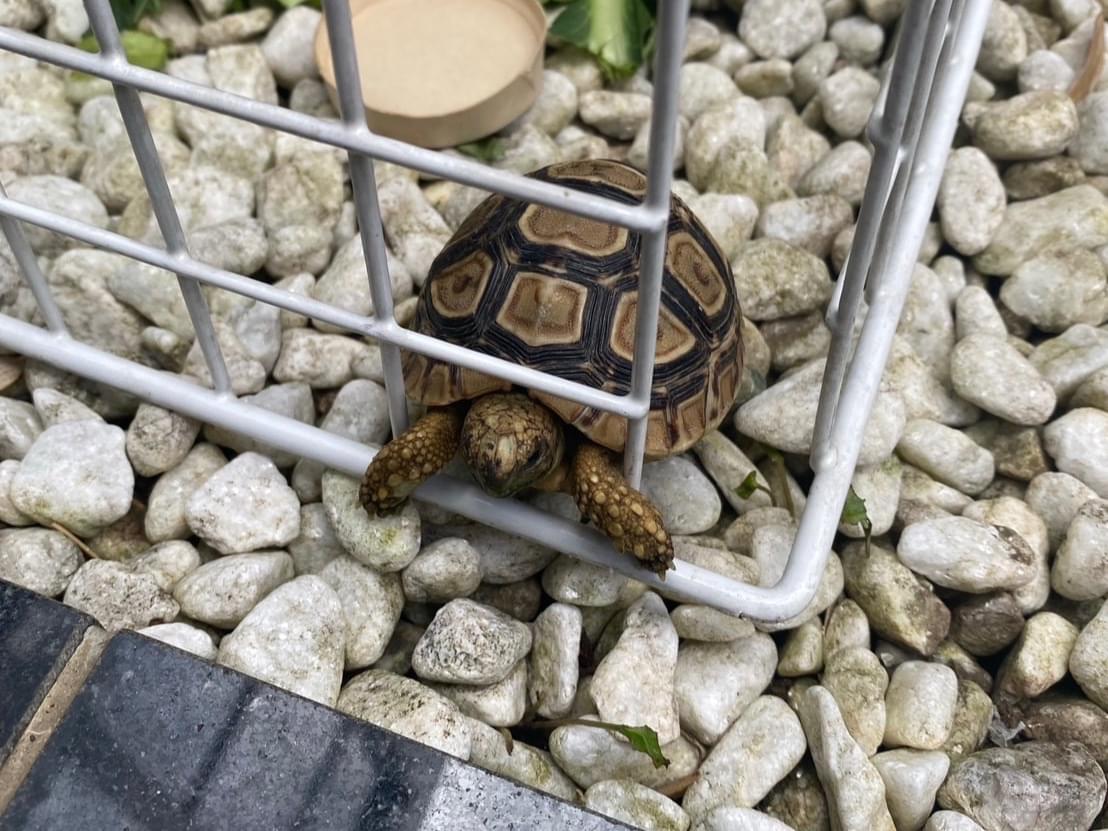 きんたちゃん