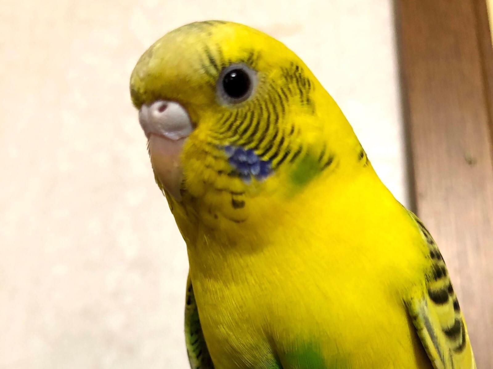 フクちゃん フクちゃん