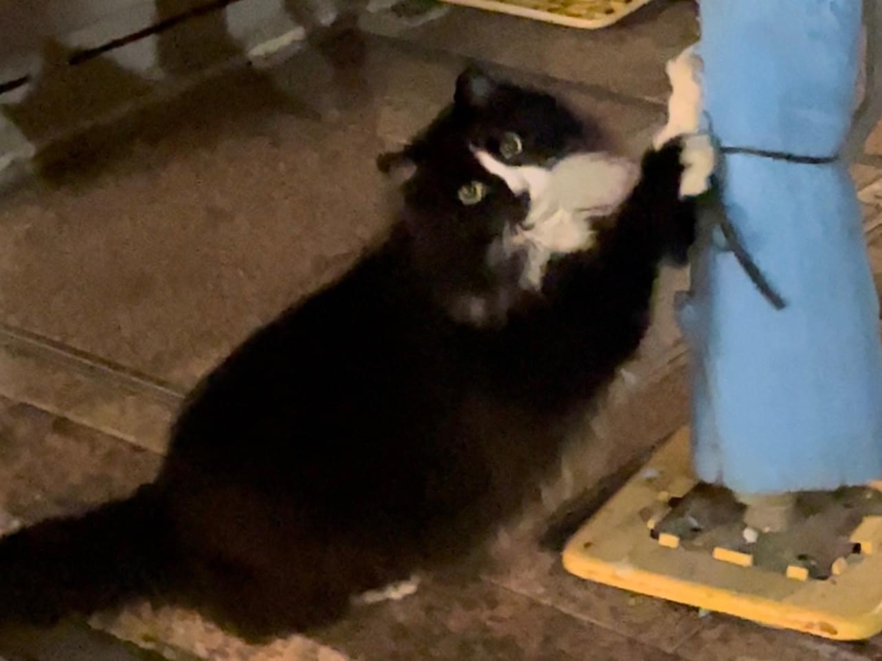 目撃された猫 目撃された猫