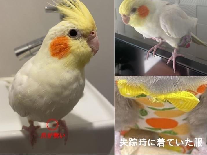 クリンちゃん クリンちゃん