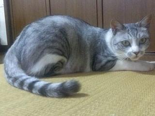 さすけちゃん さすけちゃん