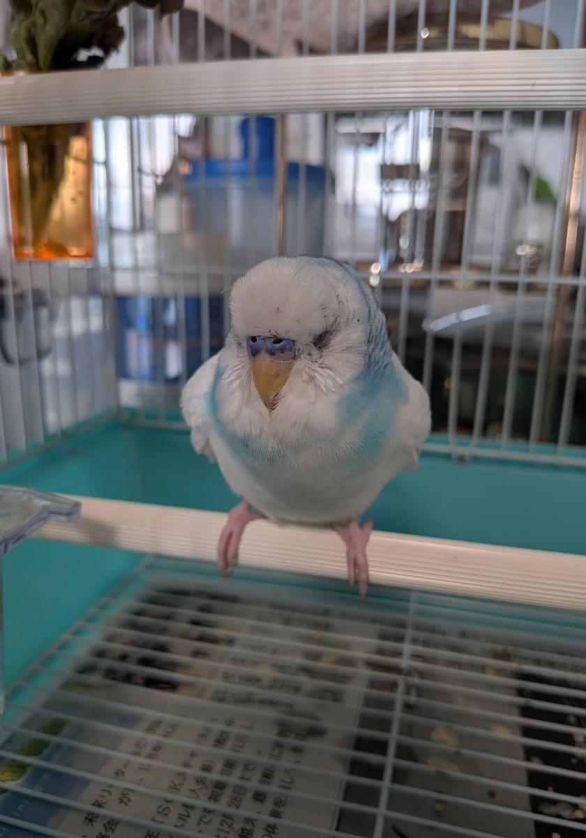 青いインコを保護しています(飼い主様見つかりましたご協力いただき