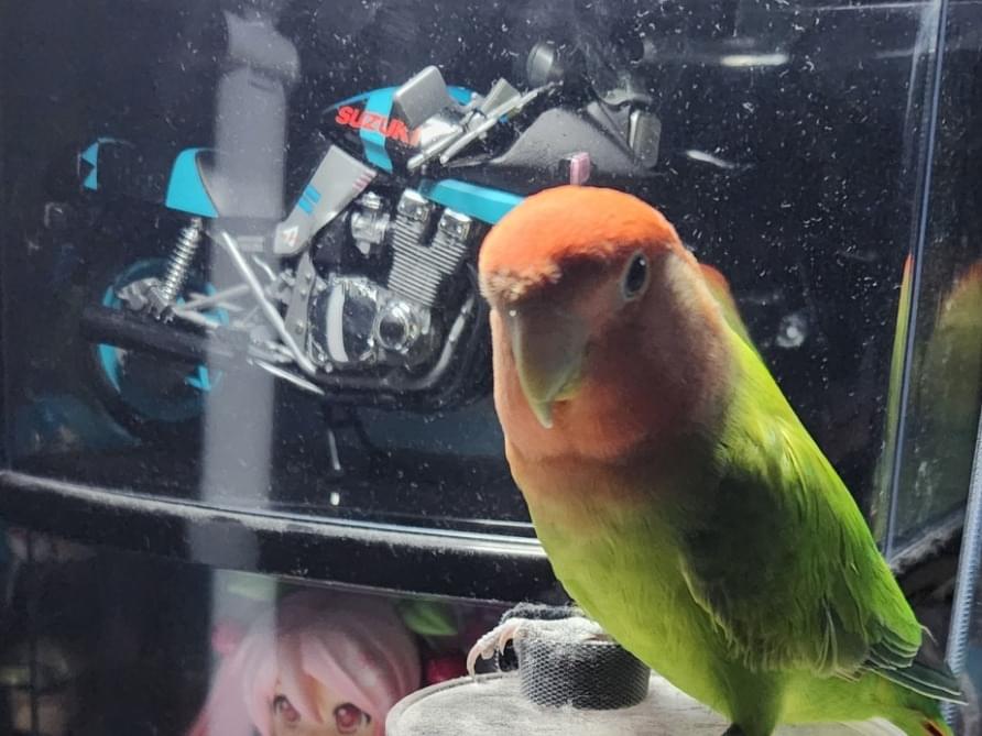 コザクラインコちゃん