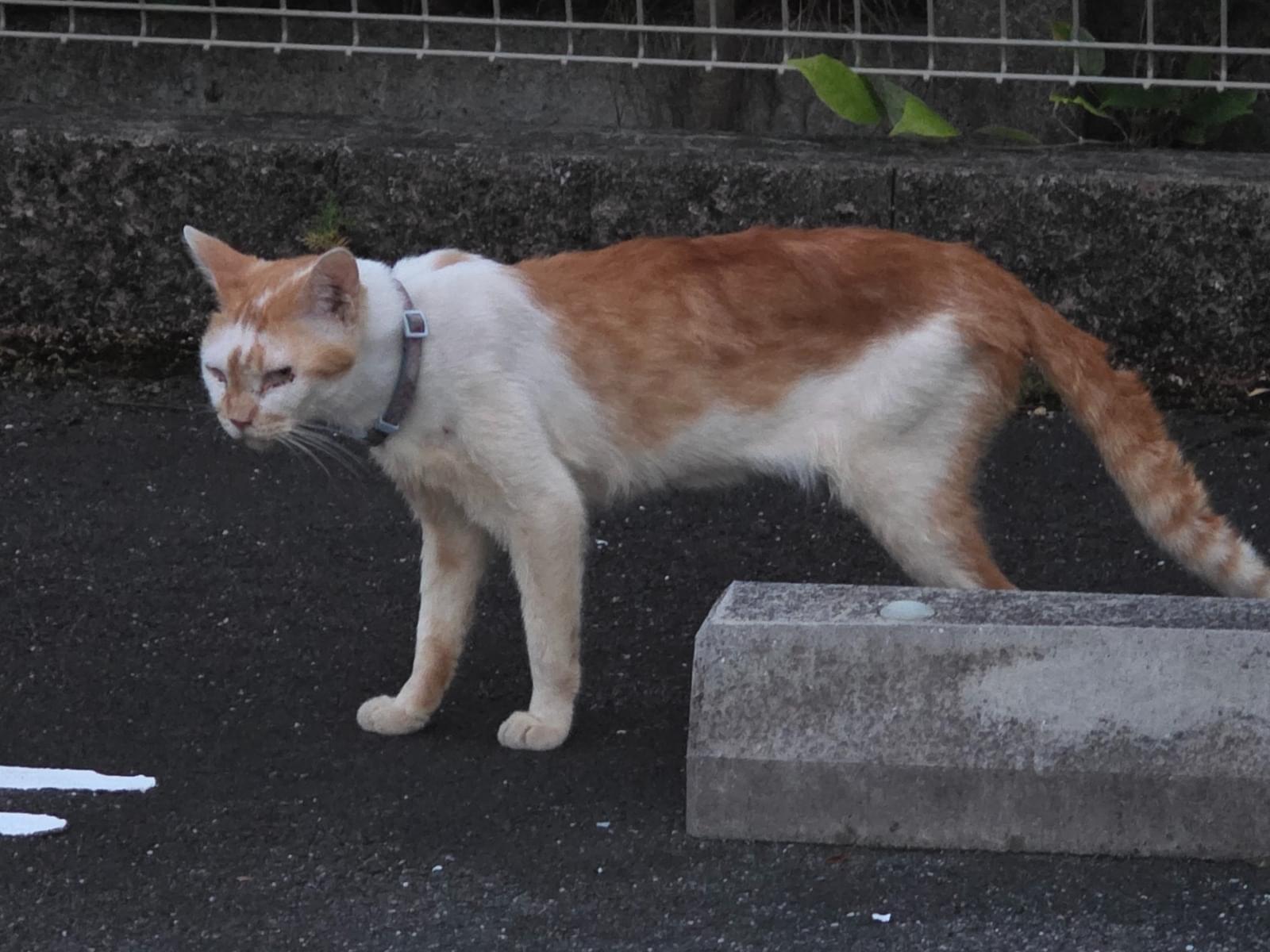 目撃された猫 目撃された猫