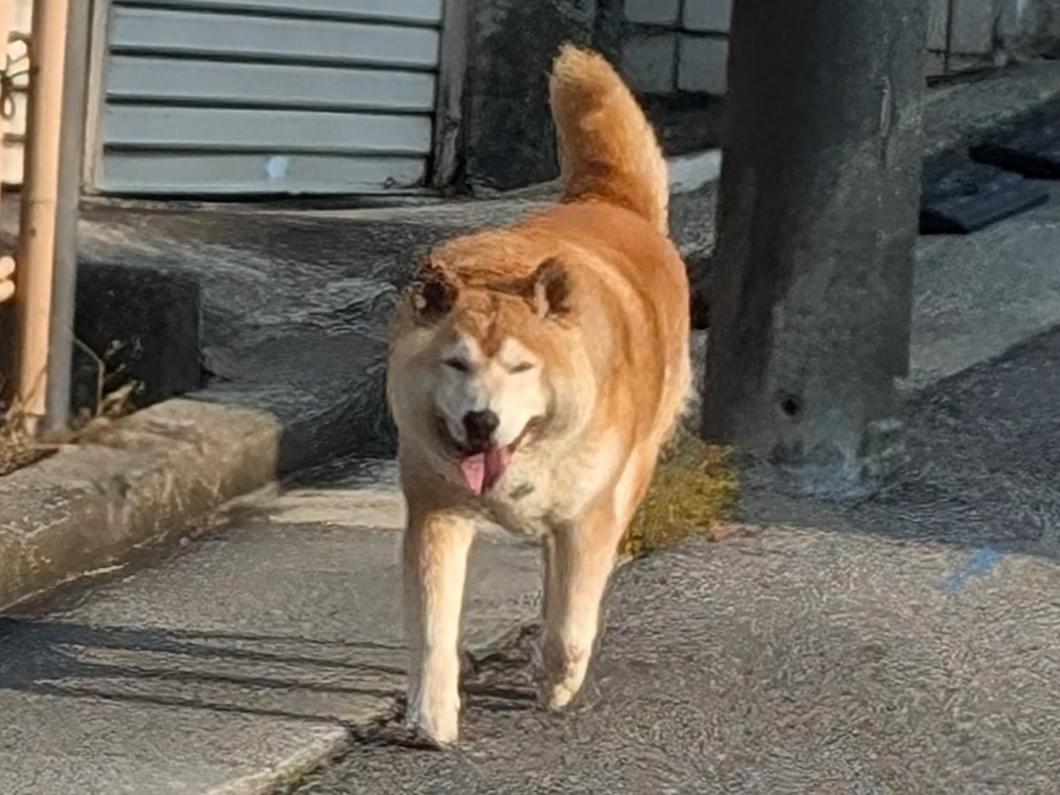 目撃された犬 目撃された犬