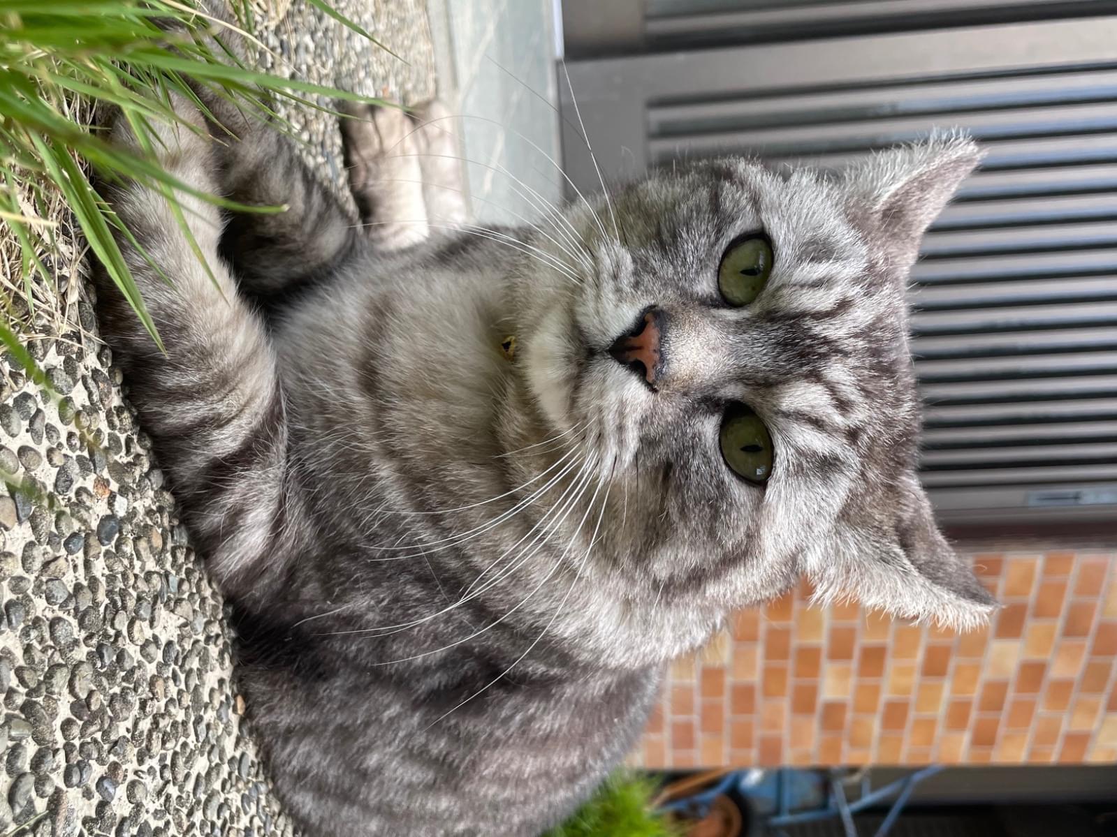 ごえもんちゃん ごえもんちゃん