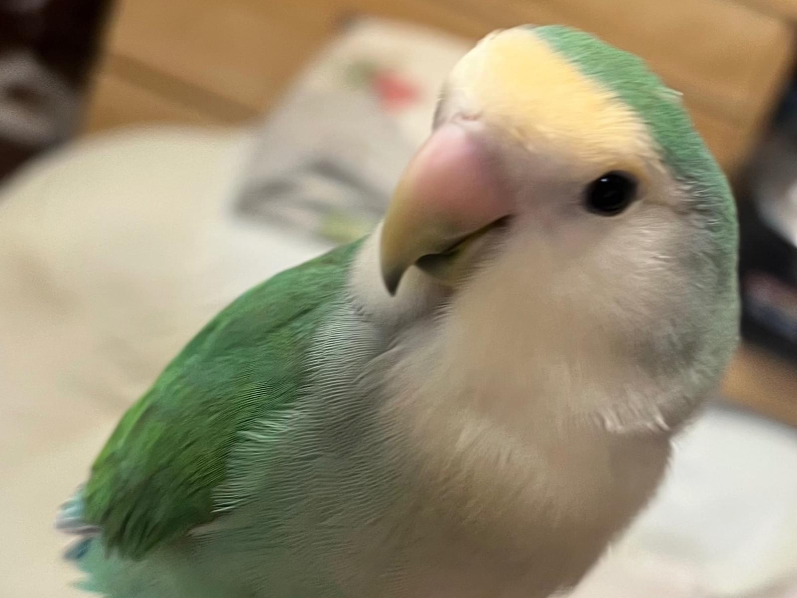 めいちゃん