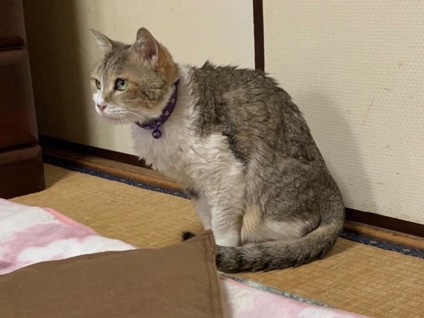 クレアちゃん クレアちゃん