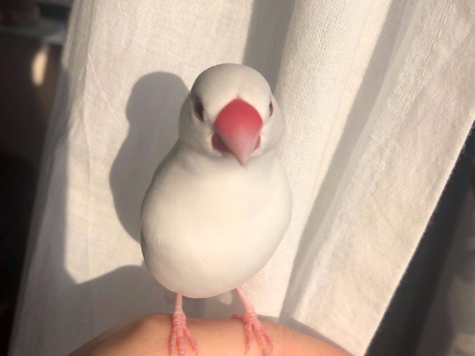 でんちゃん でんちゃん