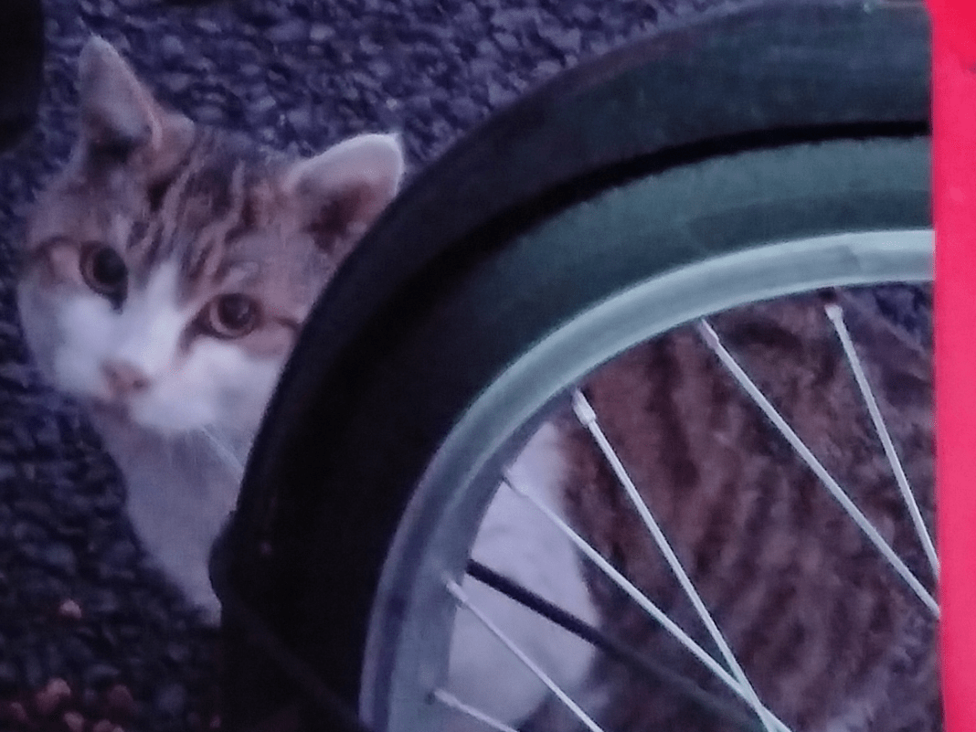 目撃された猫 目撃された猫