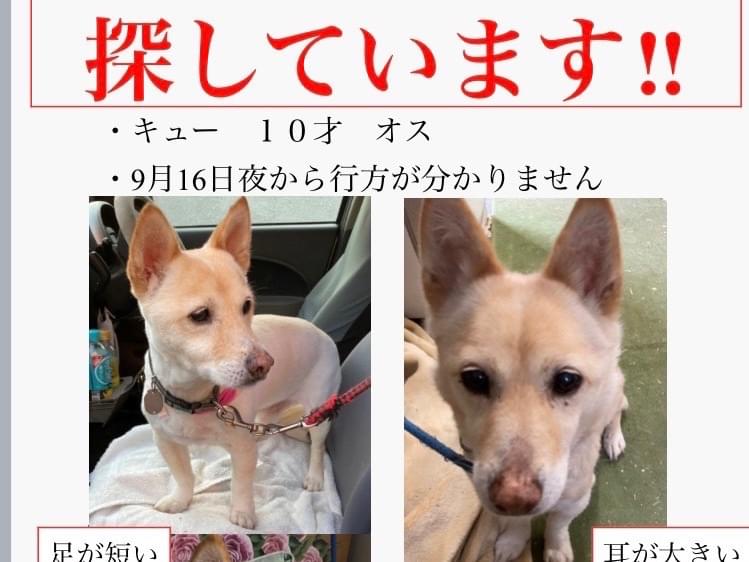 キューちゃん キューちゃん