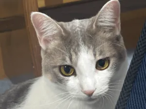 キジ白のハチワレ猫を探してます。