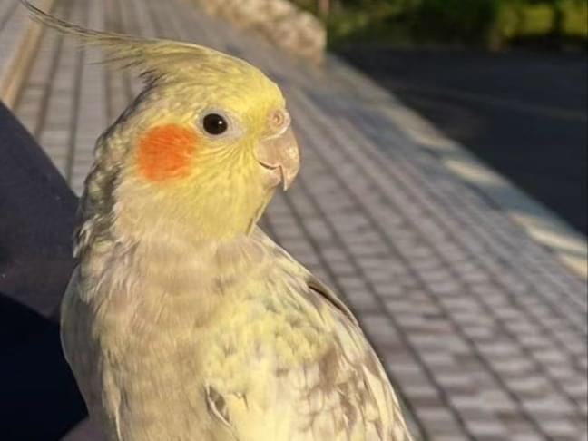 ゴマちゃん ゴマちゃん