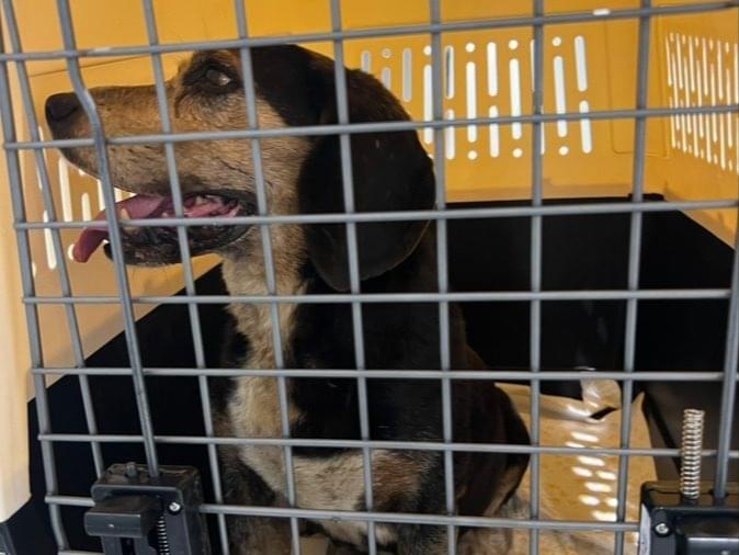 保護された犬 保護された犬