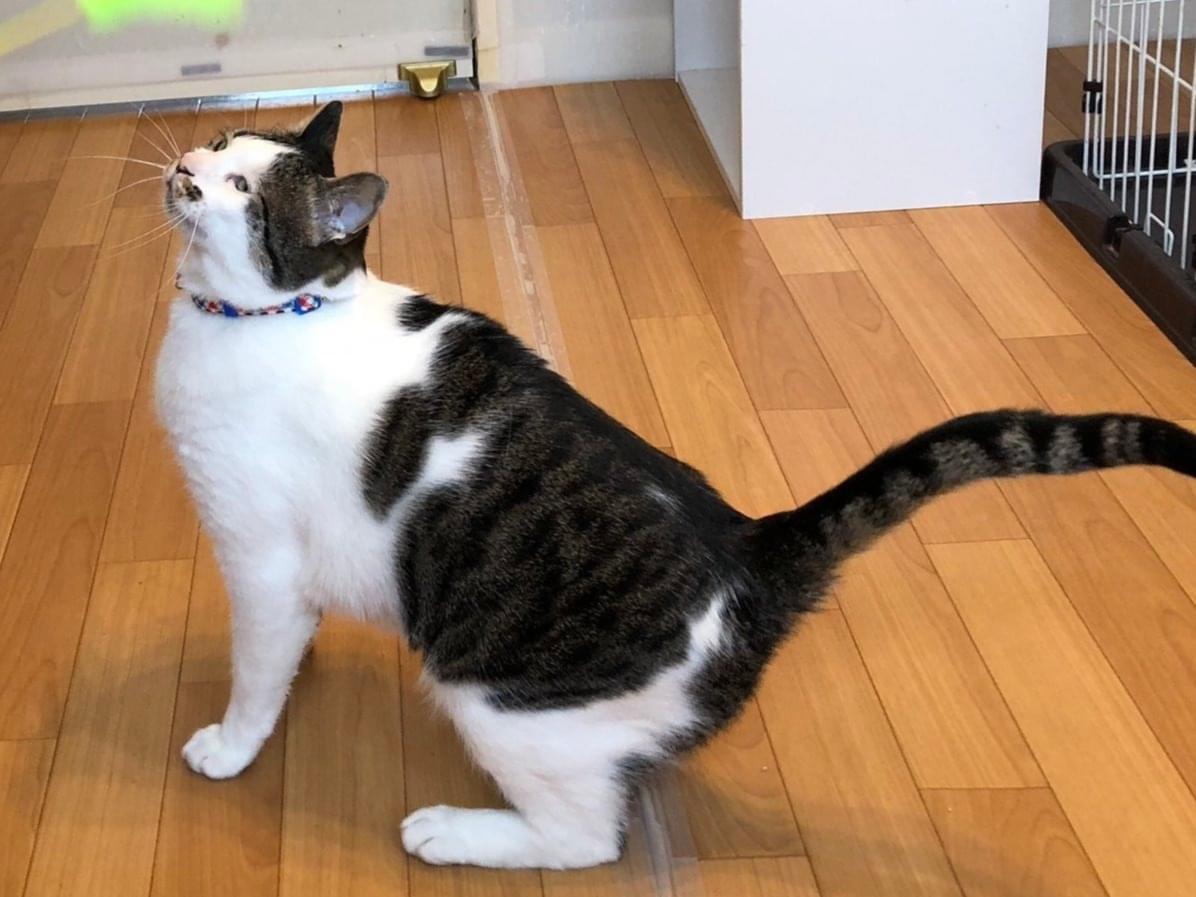迷子になった猫 迷子になった猫