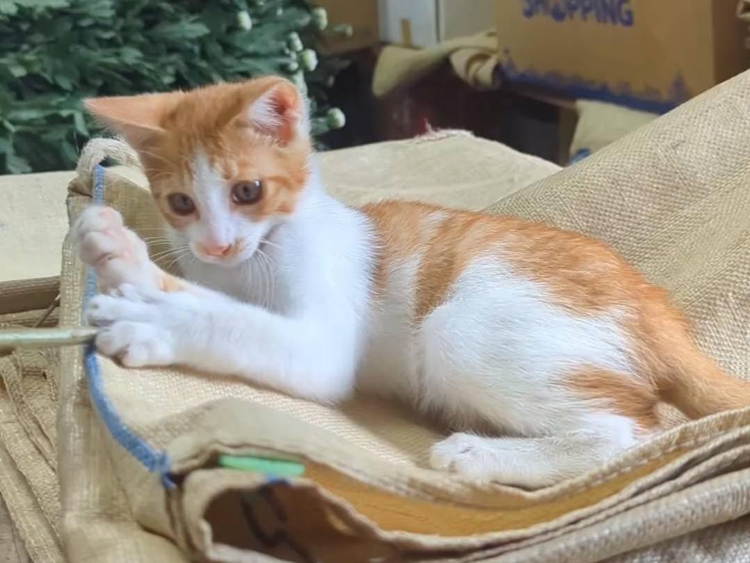 タマちゃん タマちゃん