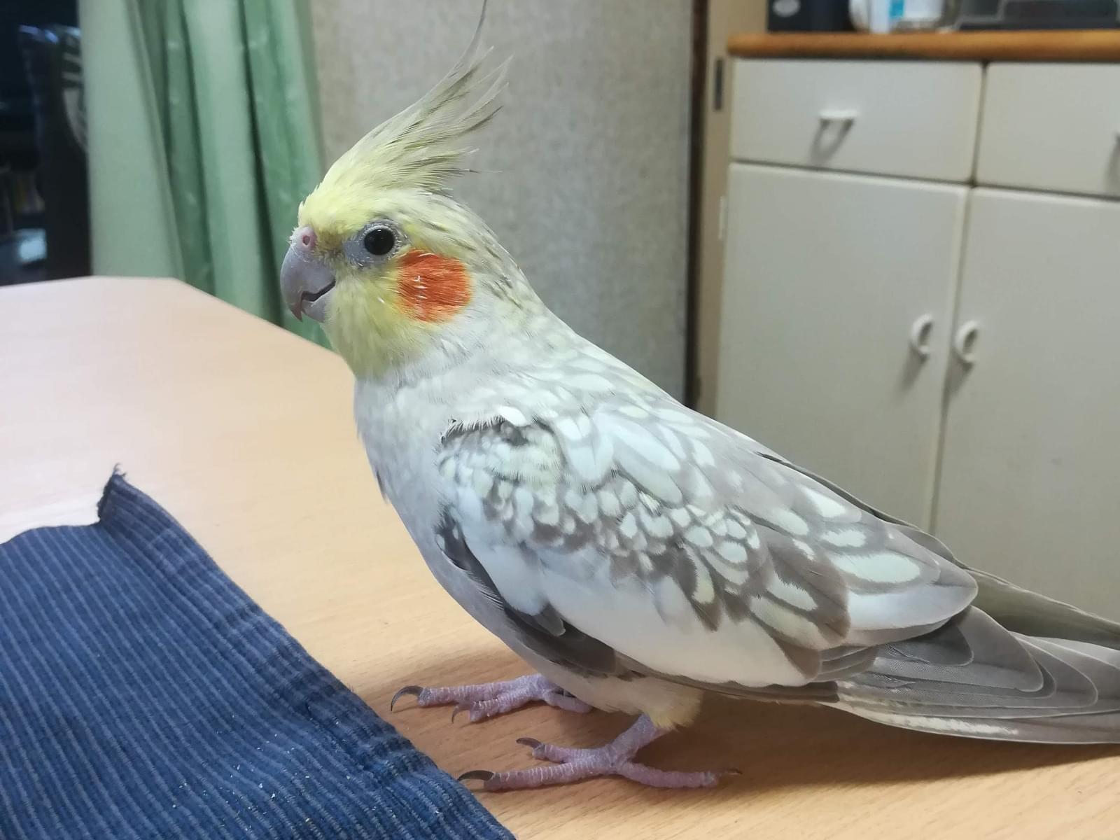 ペペちゃん ペペちゃん