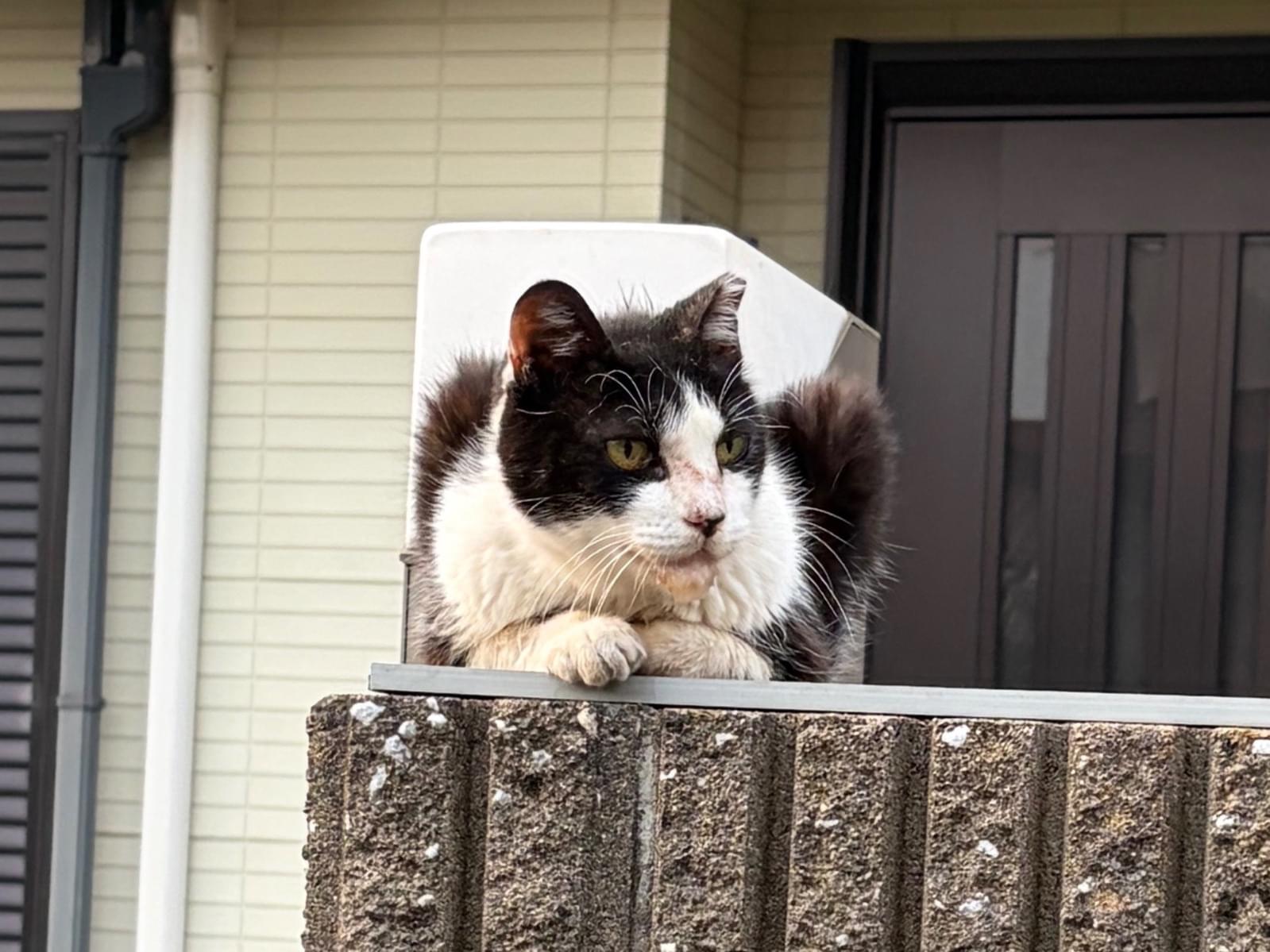 目撃された猫 目撃された猫