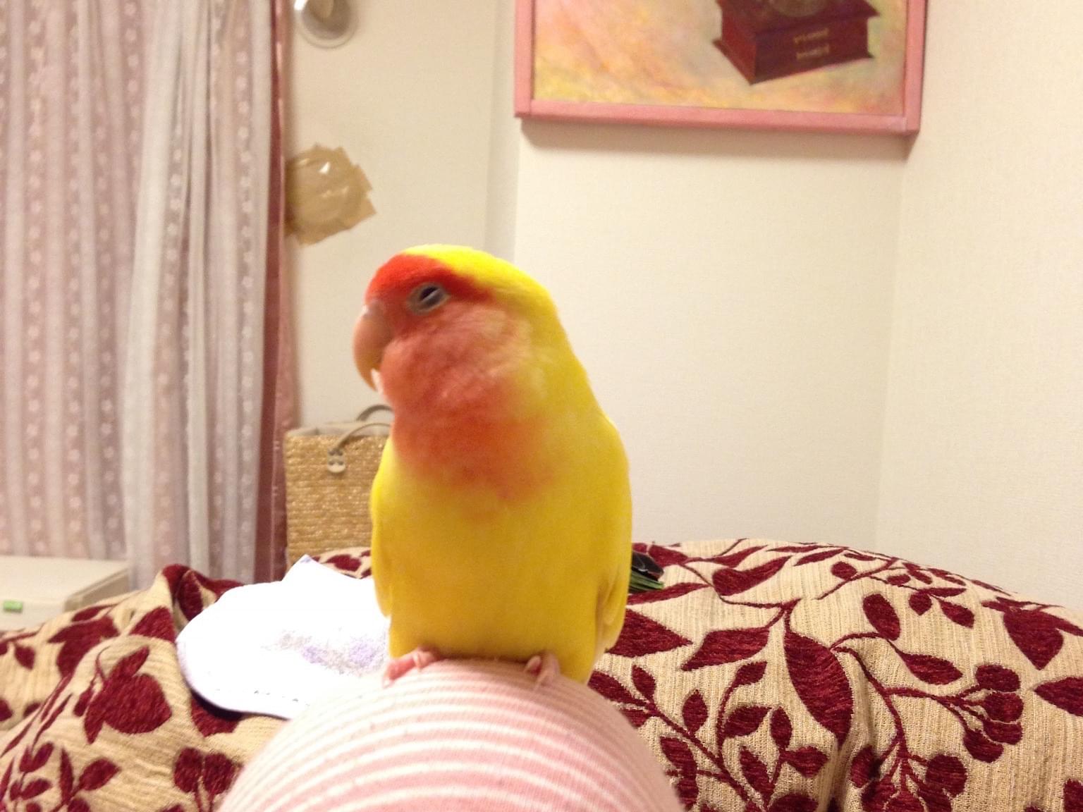 ココちゃん ココちゃん