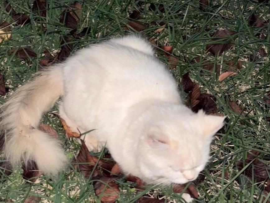 目撃された猫 目撃された猫