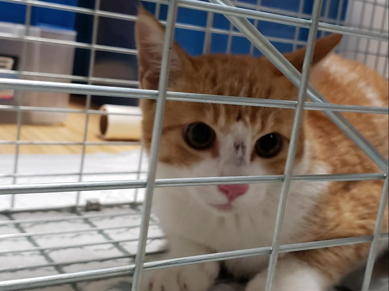 保護された猫 保護された猫
