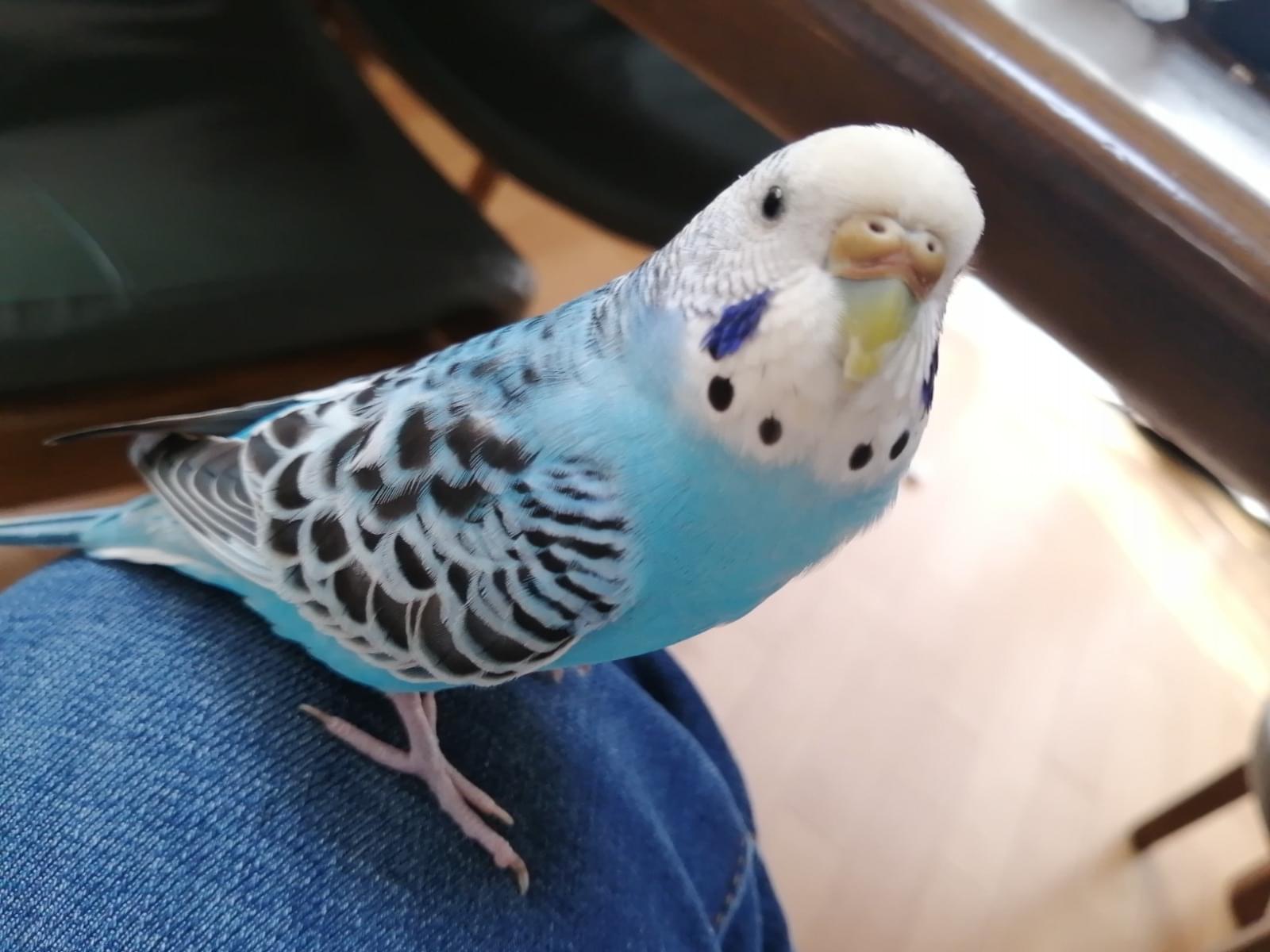 ぴぴちゃん ぴぴちゃん