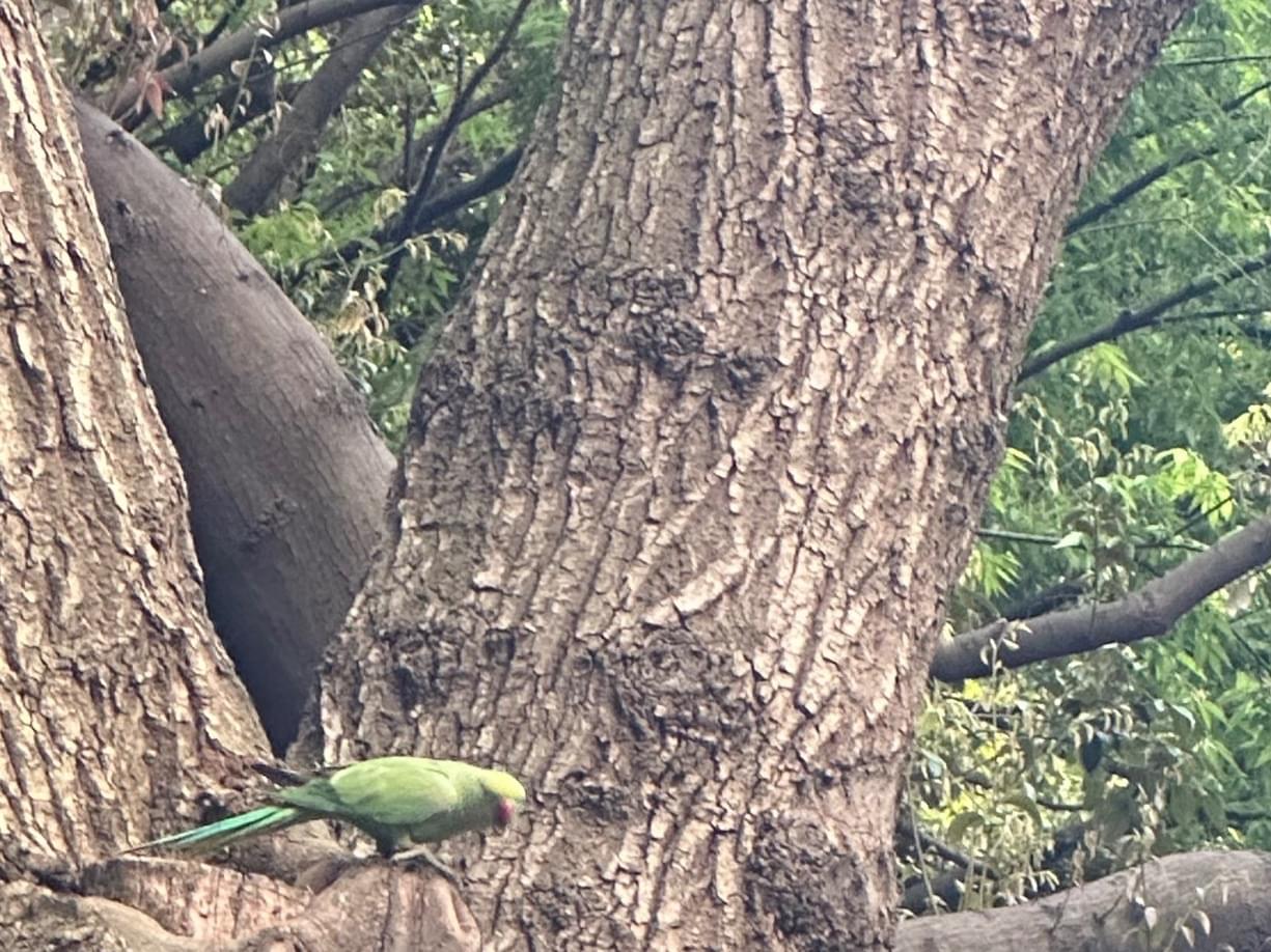 目撃された鳥 目撃された鳥