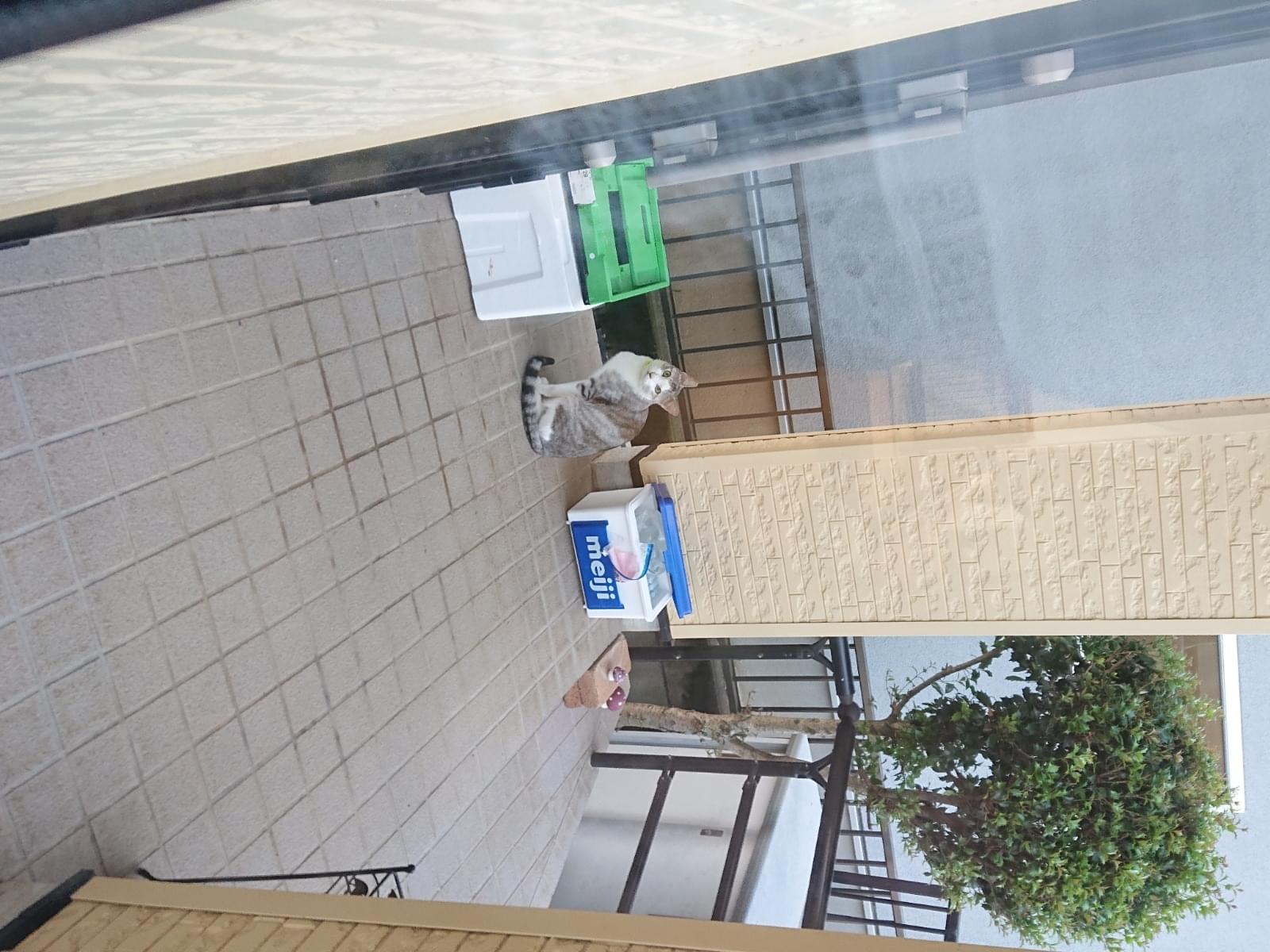 目撃された猫 目撃された猫