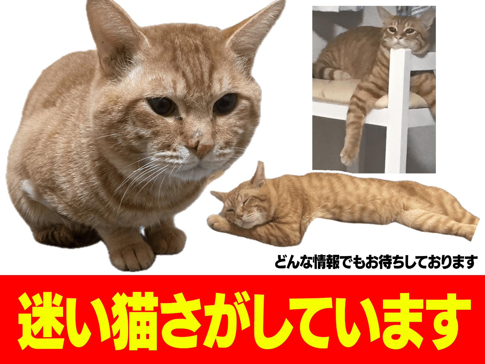 レイモンドちゃん