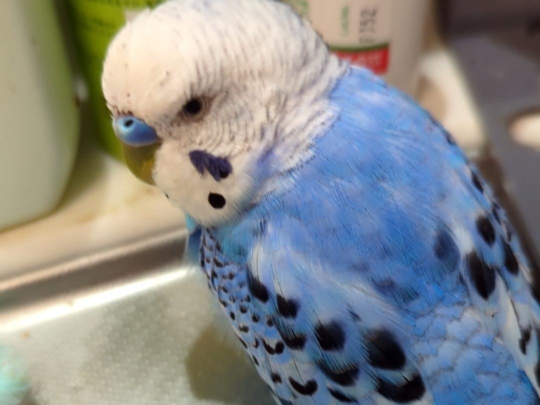 ピコちゃん ピコちゃん