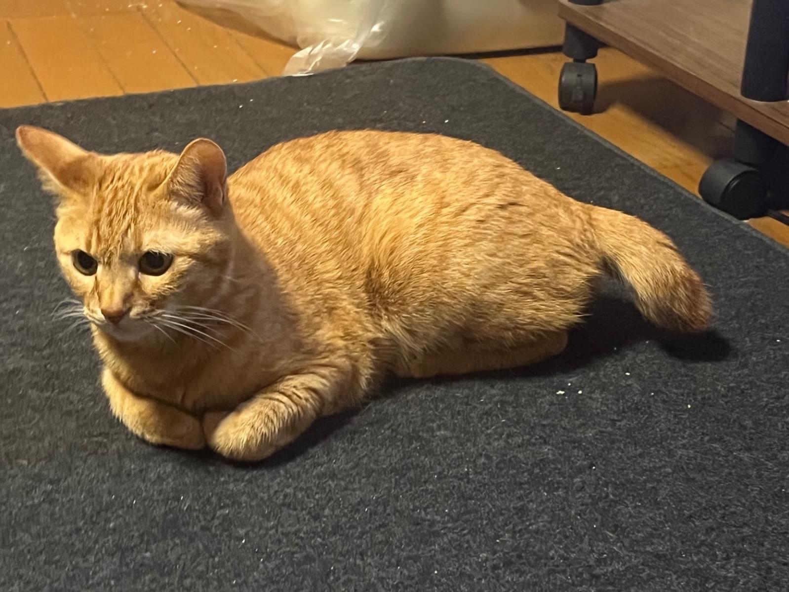 まさむねちゃん