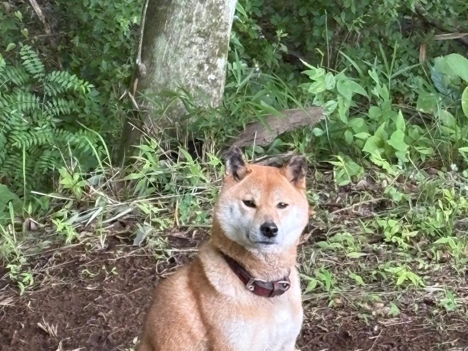目撃された犬