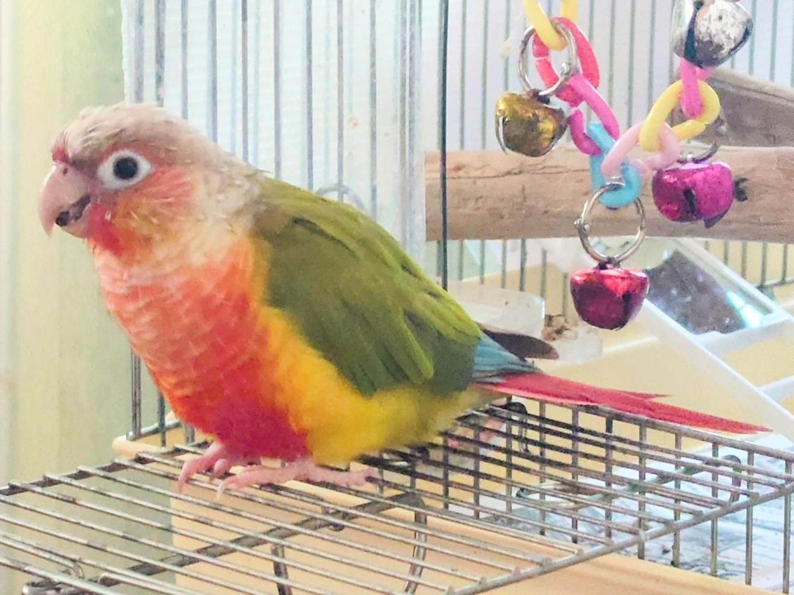 ももちゃん ももちゃん