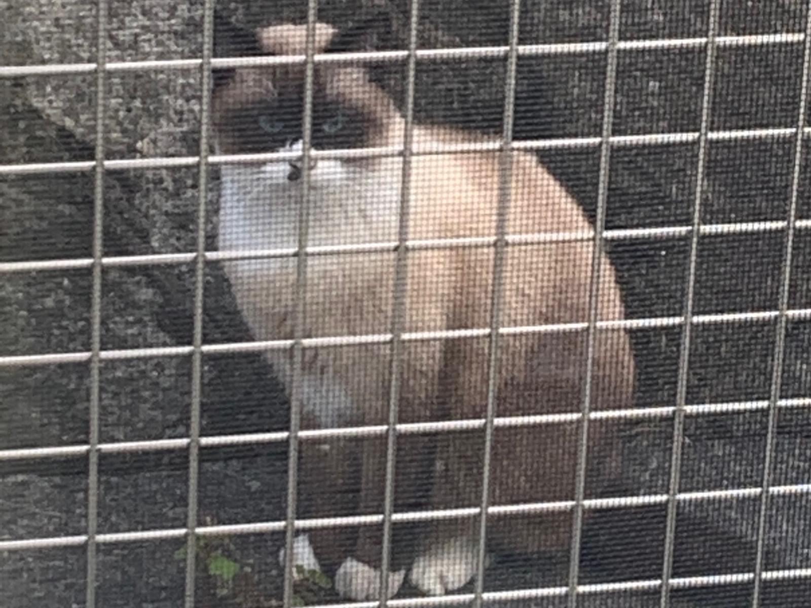 目撃された猫 目撃された猫