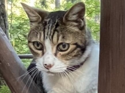 保護された猫 保護された猫