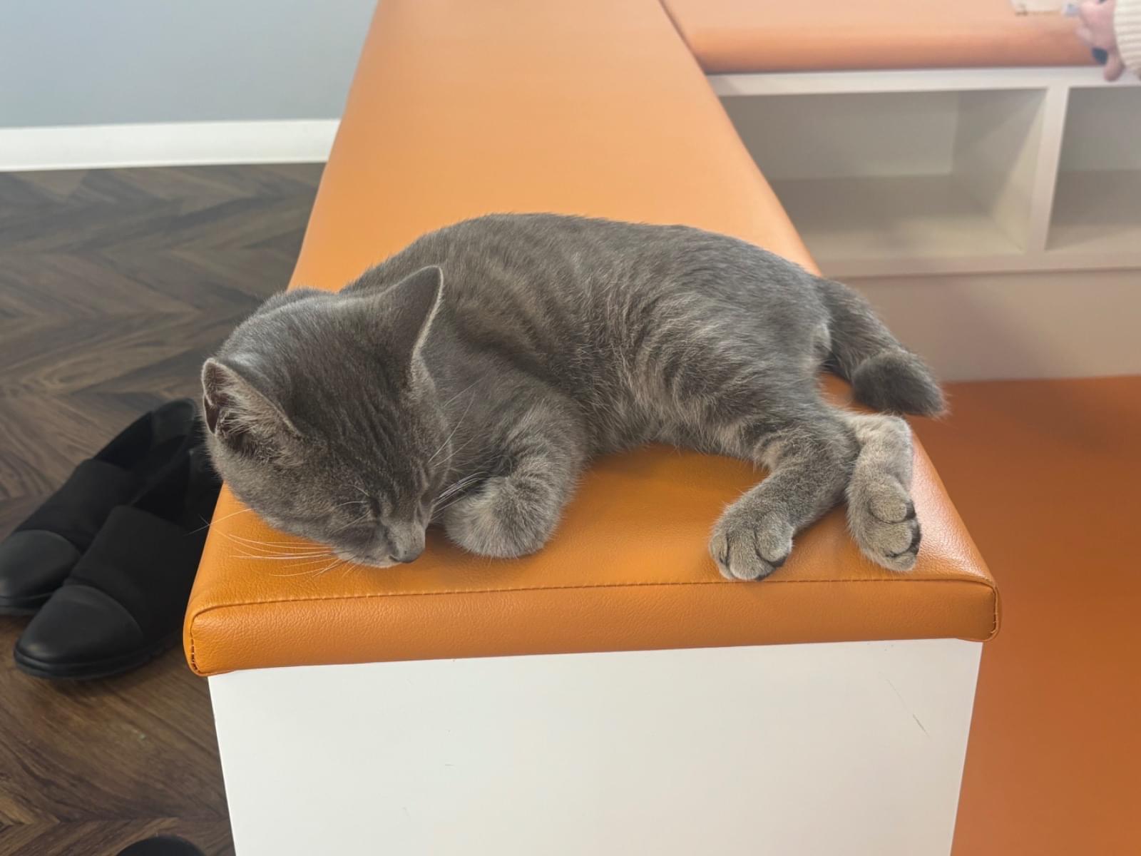 保護された猫 保護された猫