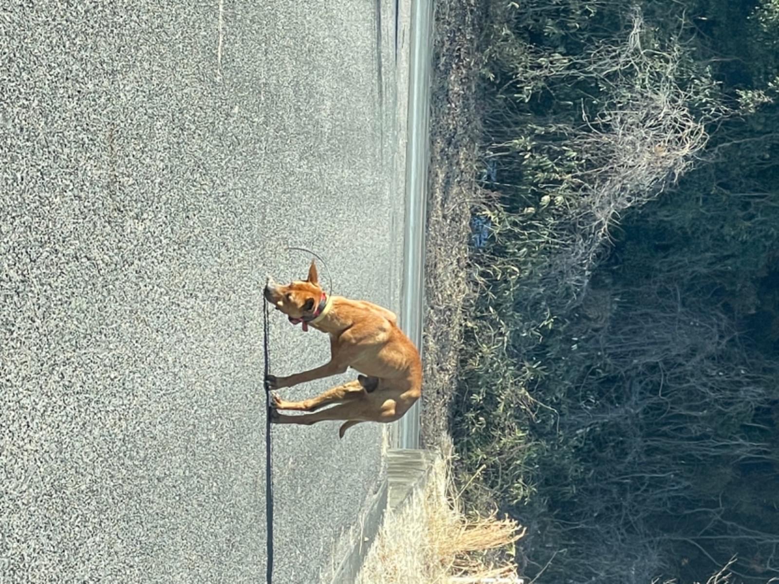 目撃された犬 目撃された犬