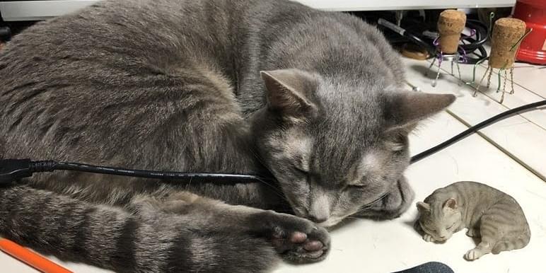 グレーのトラ猫をさがしています。高齢で痩せています。